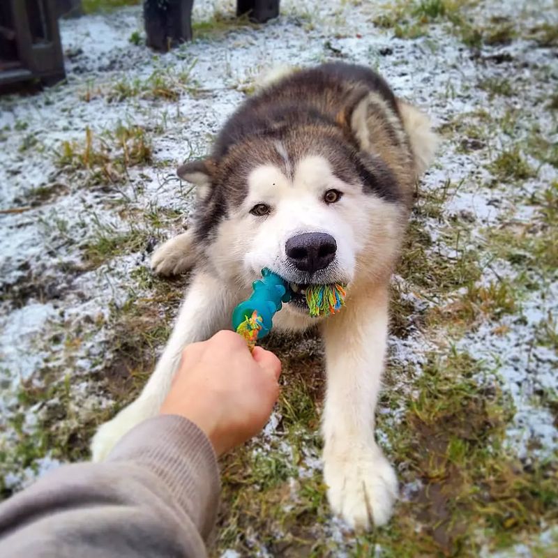 Alaskan Malamute