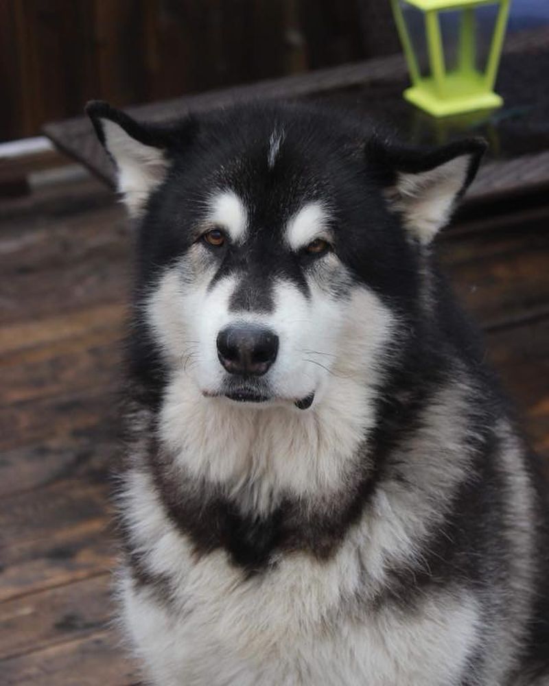 Alaskan Malamute