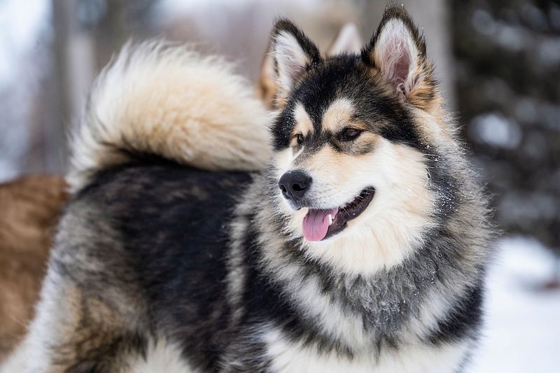 Alaskan Malamute