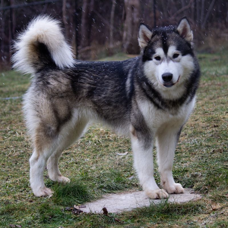 Alaskan Malamute