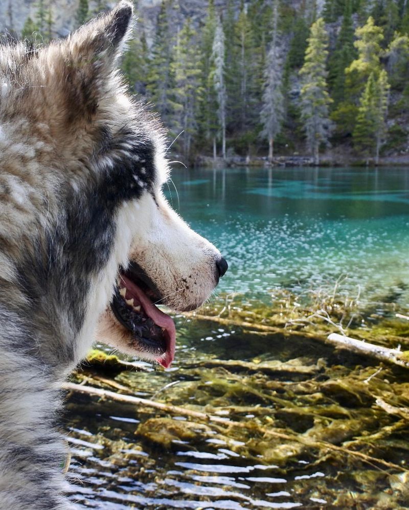 Alaskan Malamute