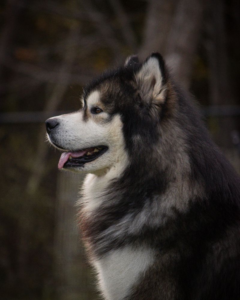 Alaskan Malamute