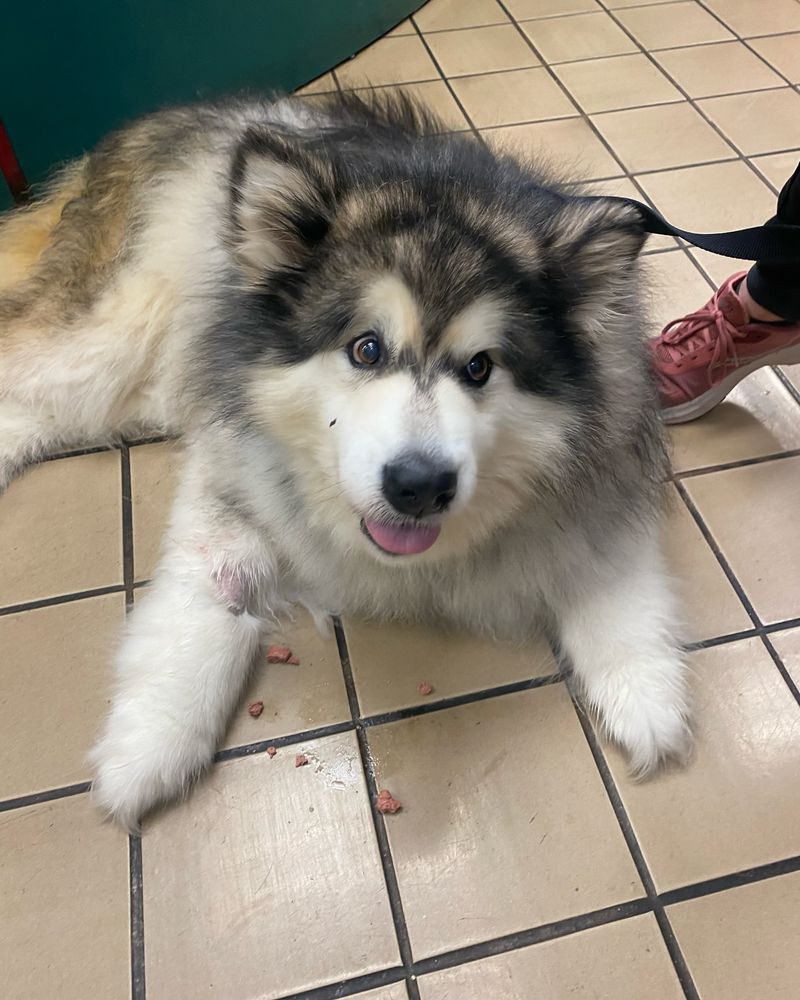 Alaskan Malamute