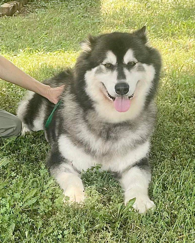 Alaskan Malamute