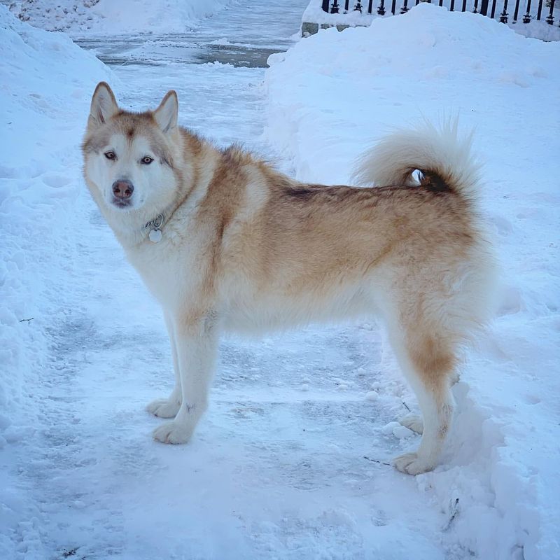 Alaskan Malamute