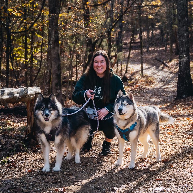 Alaskan Malamute