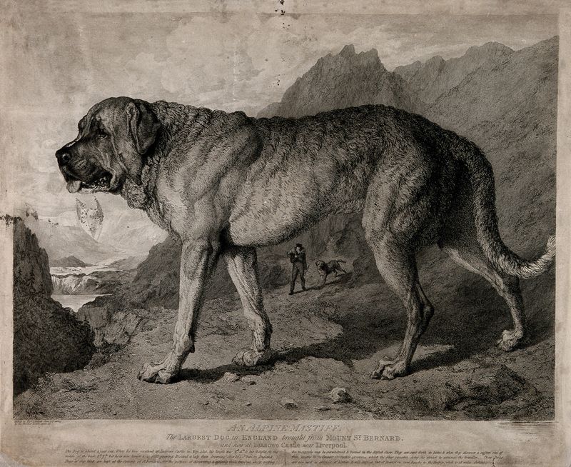 Alpine Mastiff