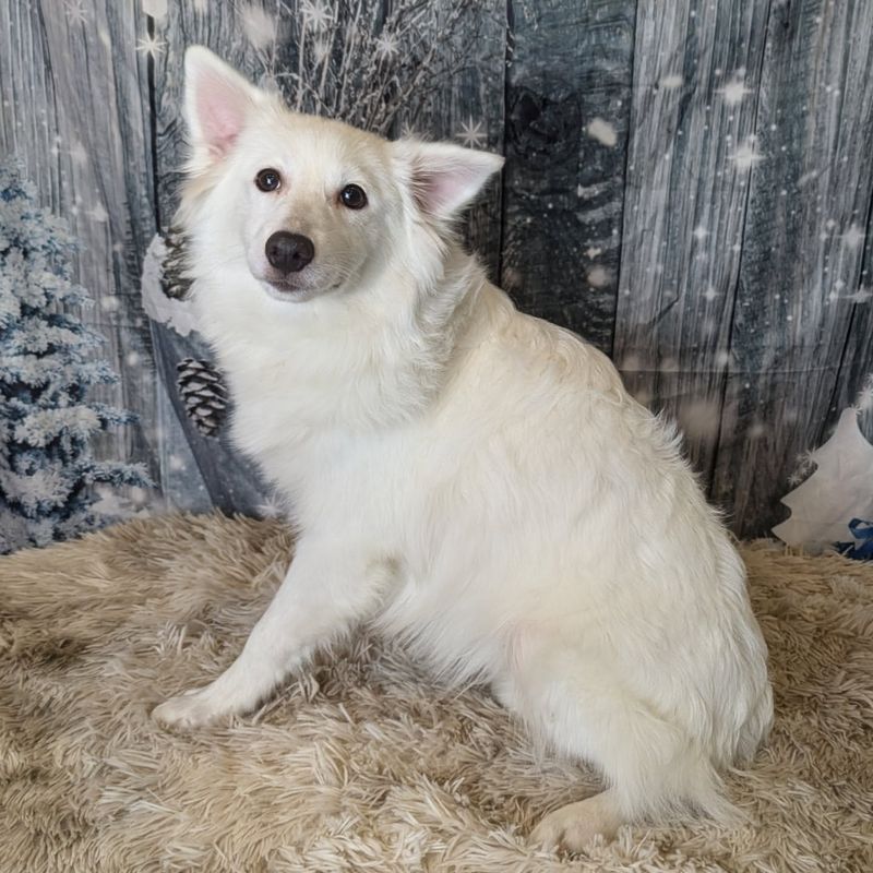 American Eskimo Dog