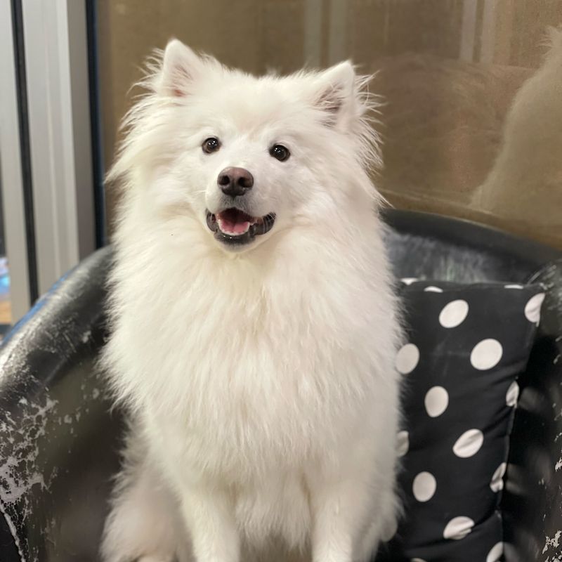 American Eskimo Dog