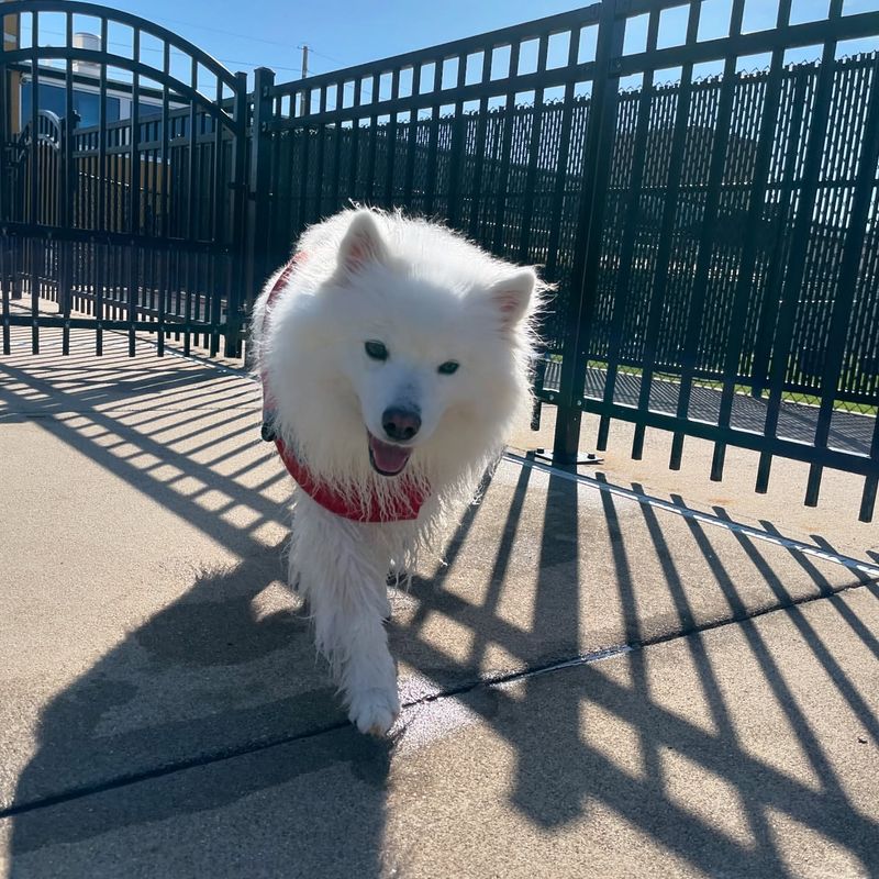 American Eskimo Dog