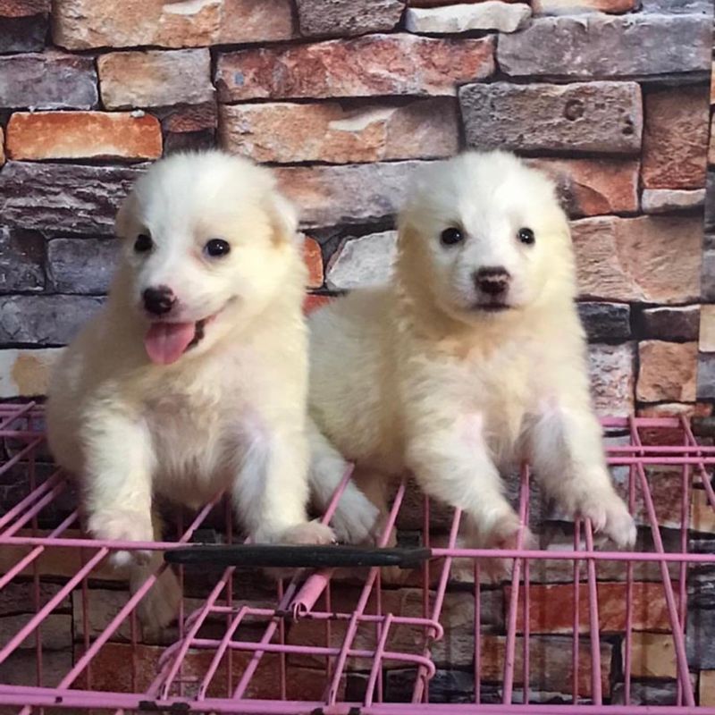 American Eskimo Dog