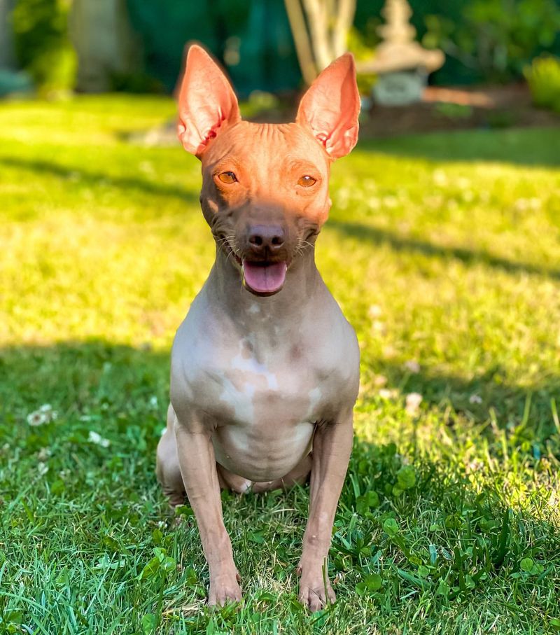 American Hairless Terrier