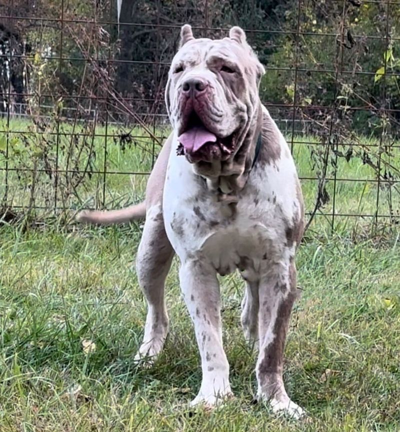 American Mastiff