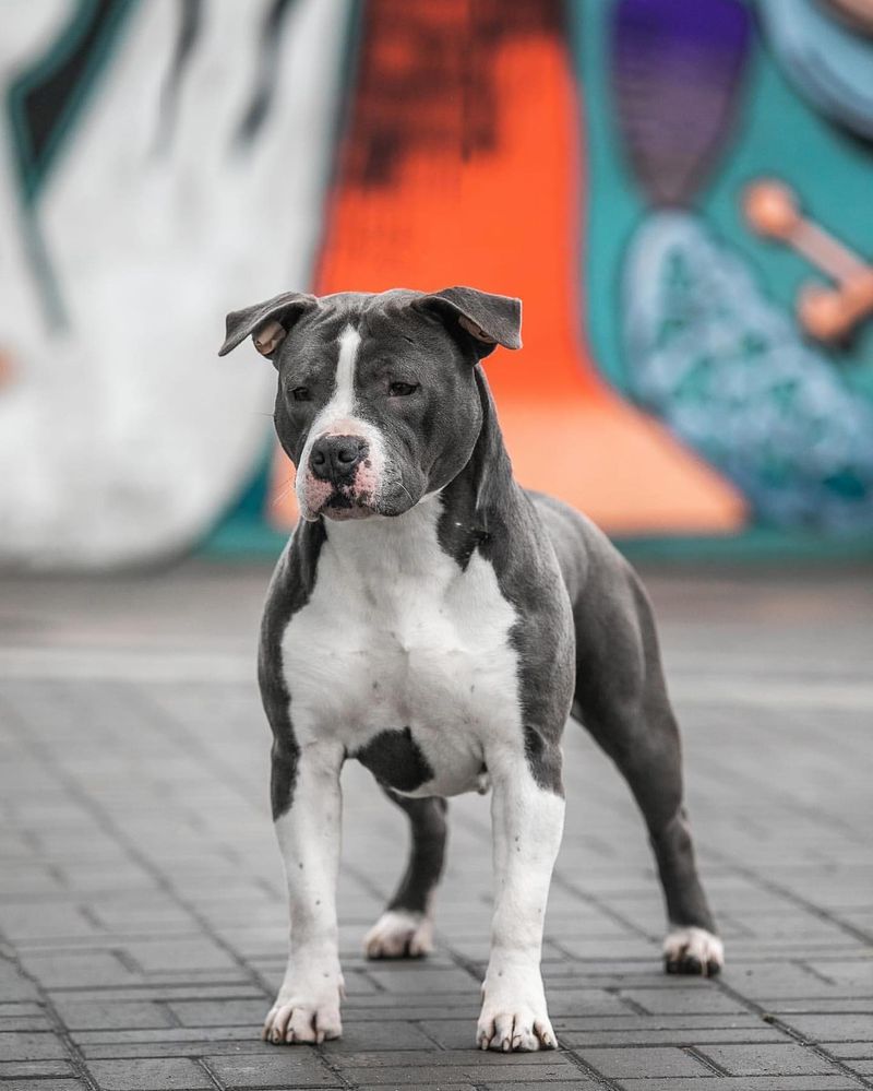 American Staffordshire Terrier