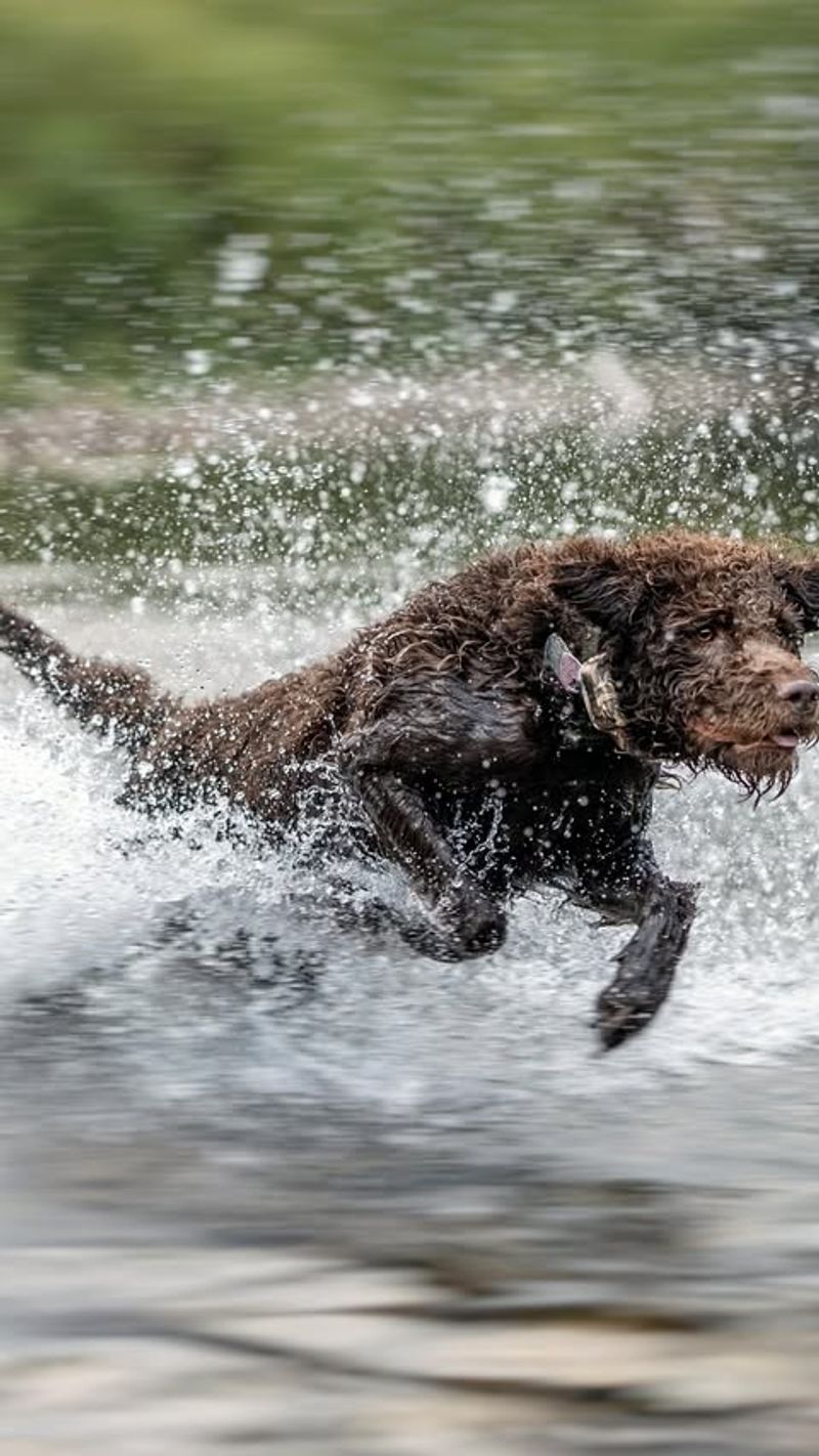 American Water Spaniel