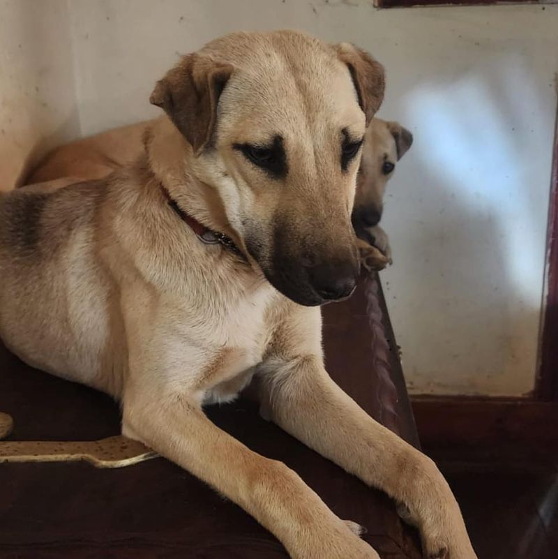 Anatolian Shepherd