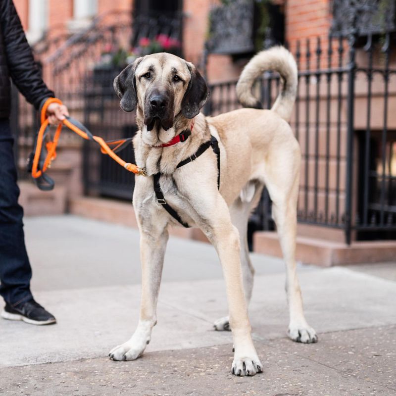 Anatolian Shepherd (Anatolian Mastiff)