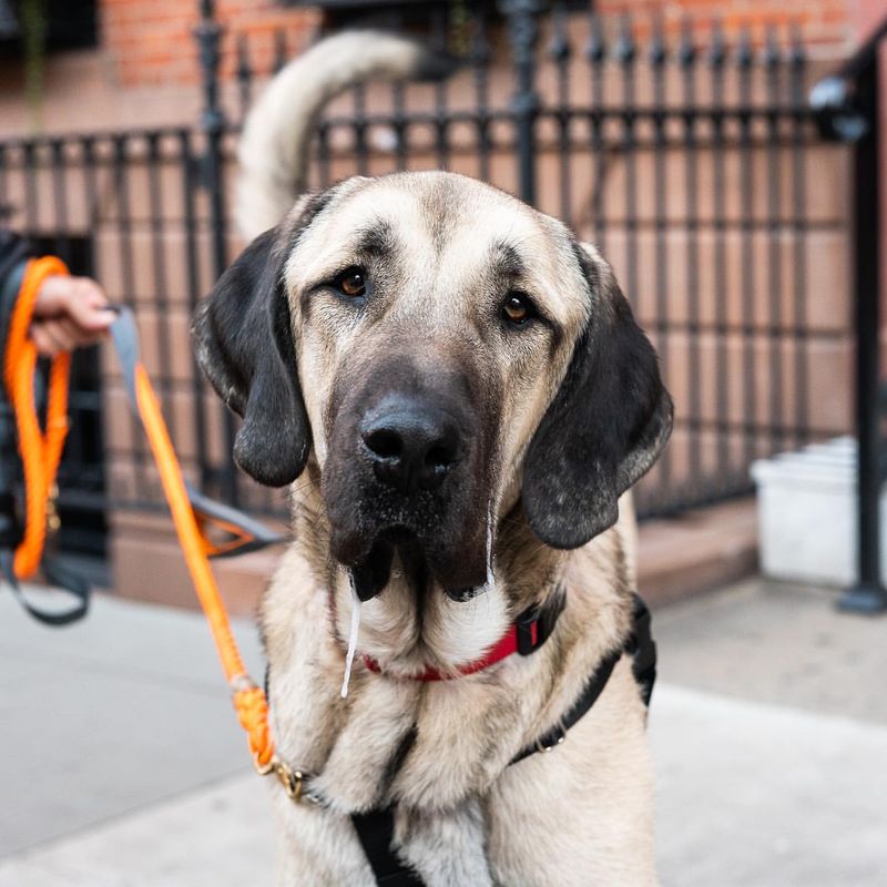 Anatolian Shepherd Dog