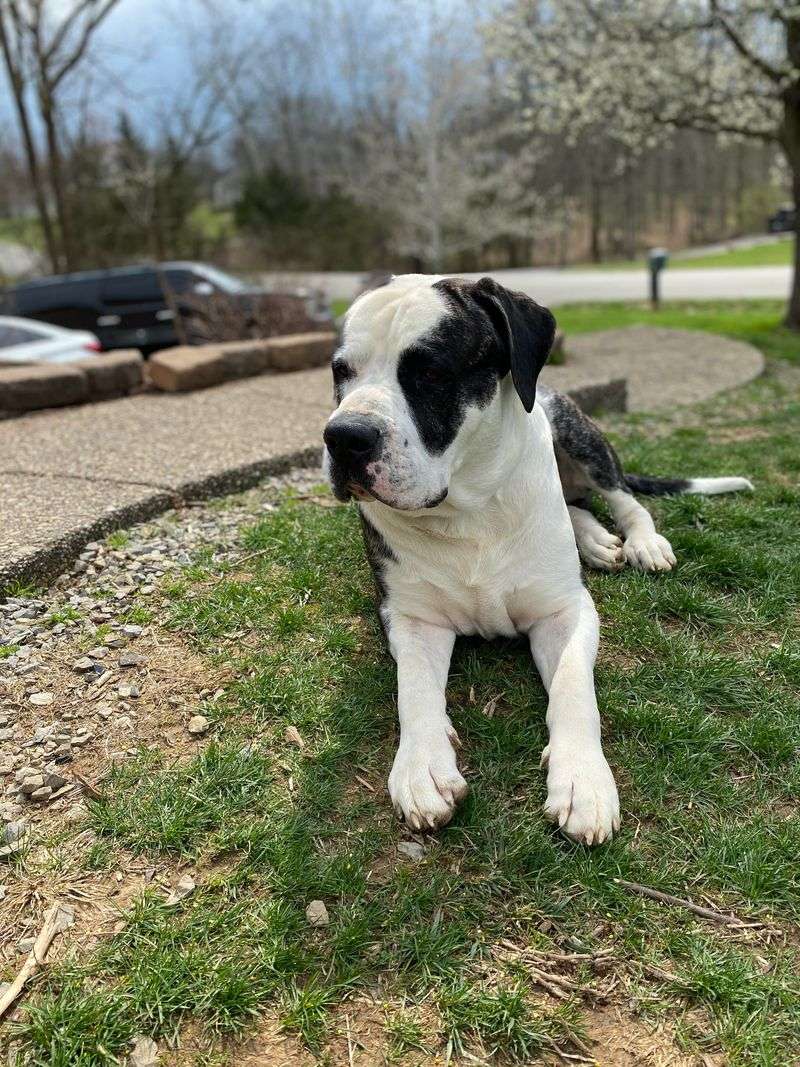 Argentine Mastiff (Mastín Argentino)