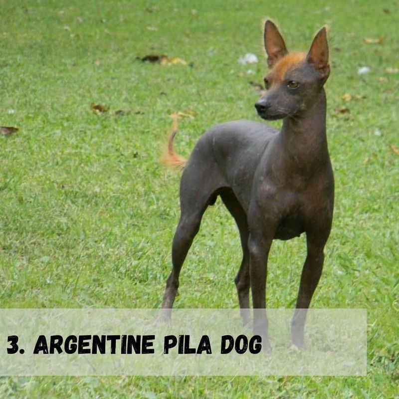 Argentine Pila Dog