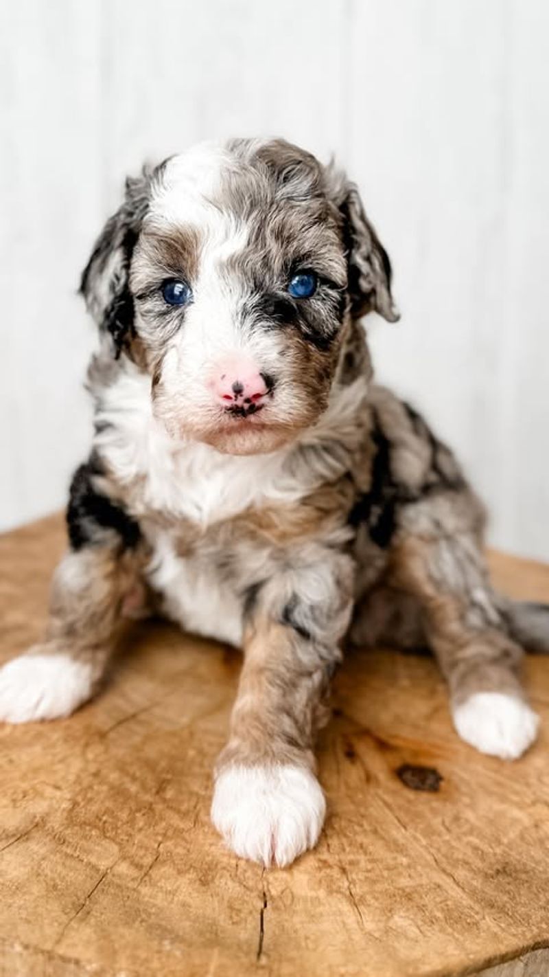 Aussiedoodle