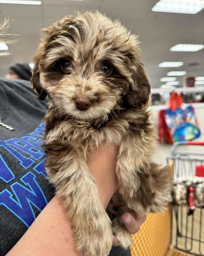 Aussiedoodle