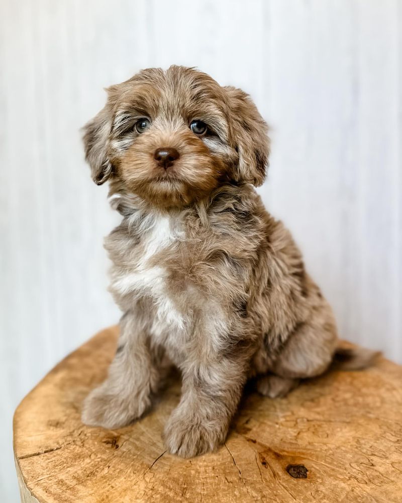 Aussiedoodle