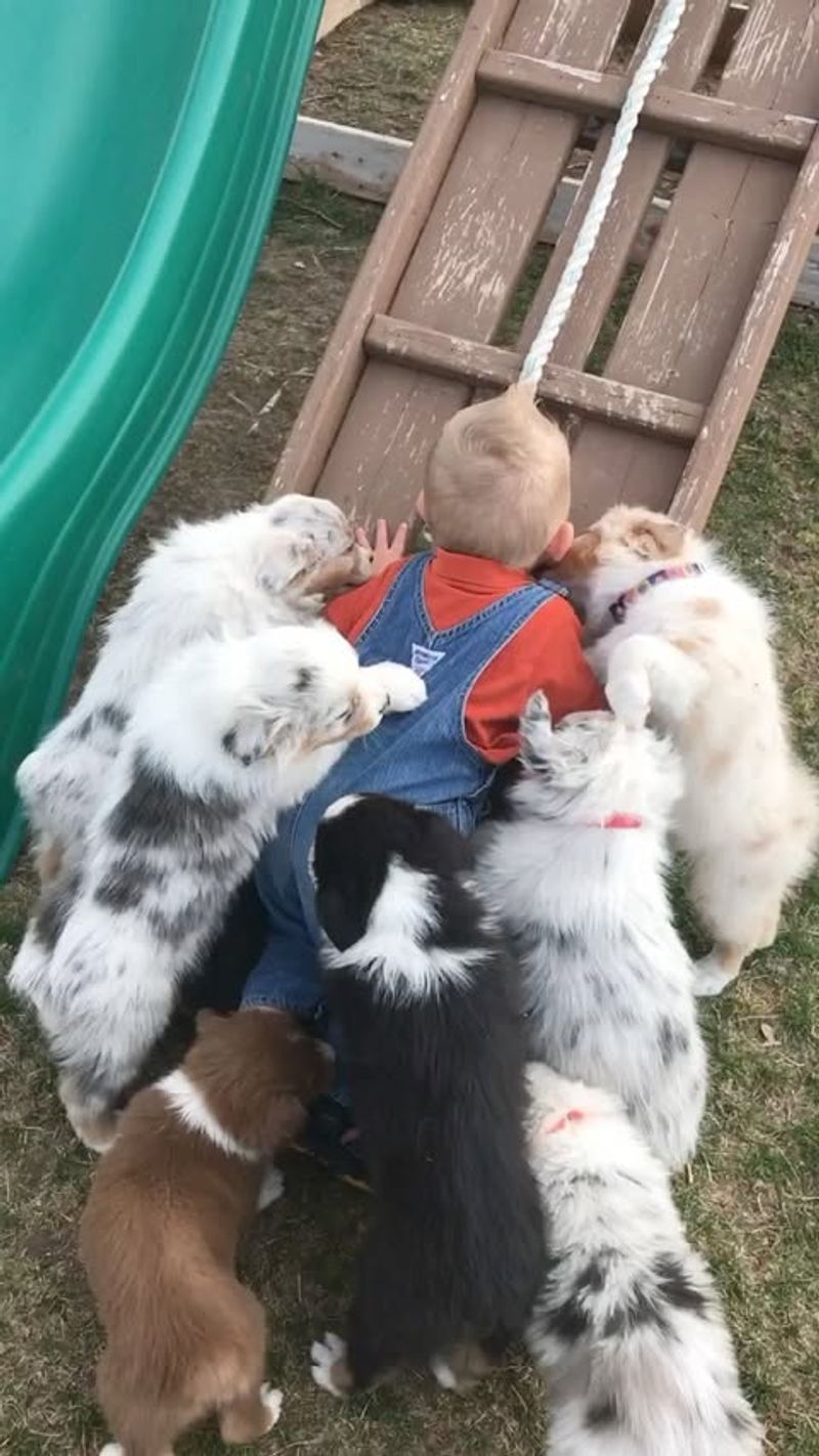 Aussies and Kids