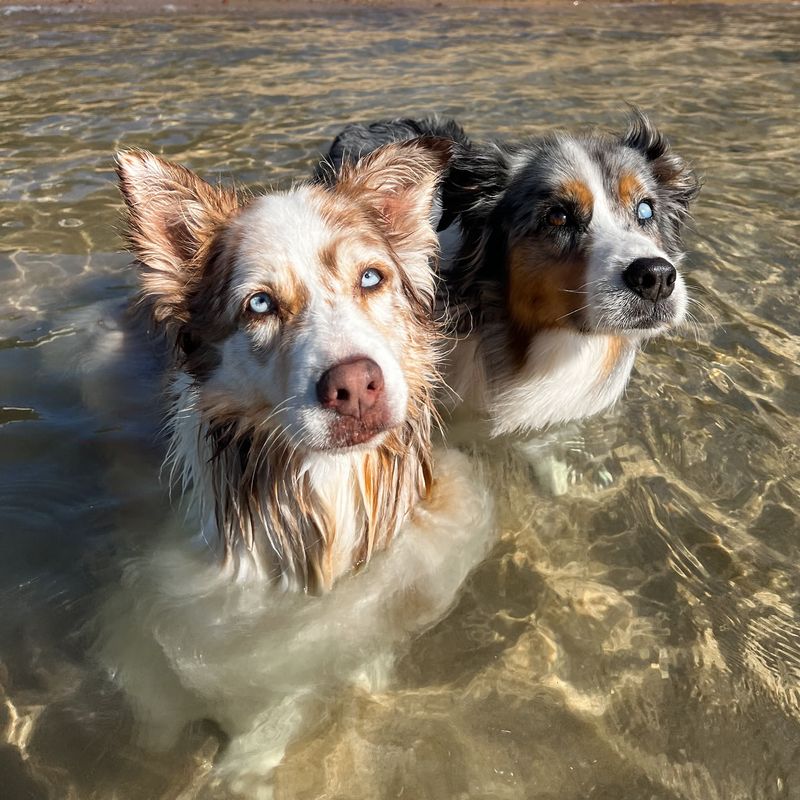Aussies and Water