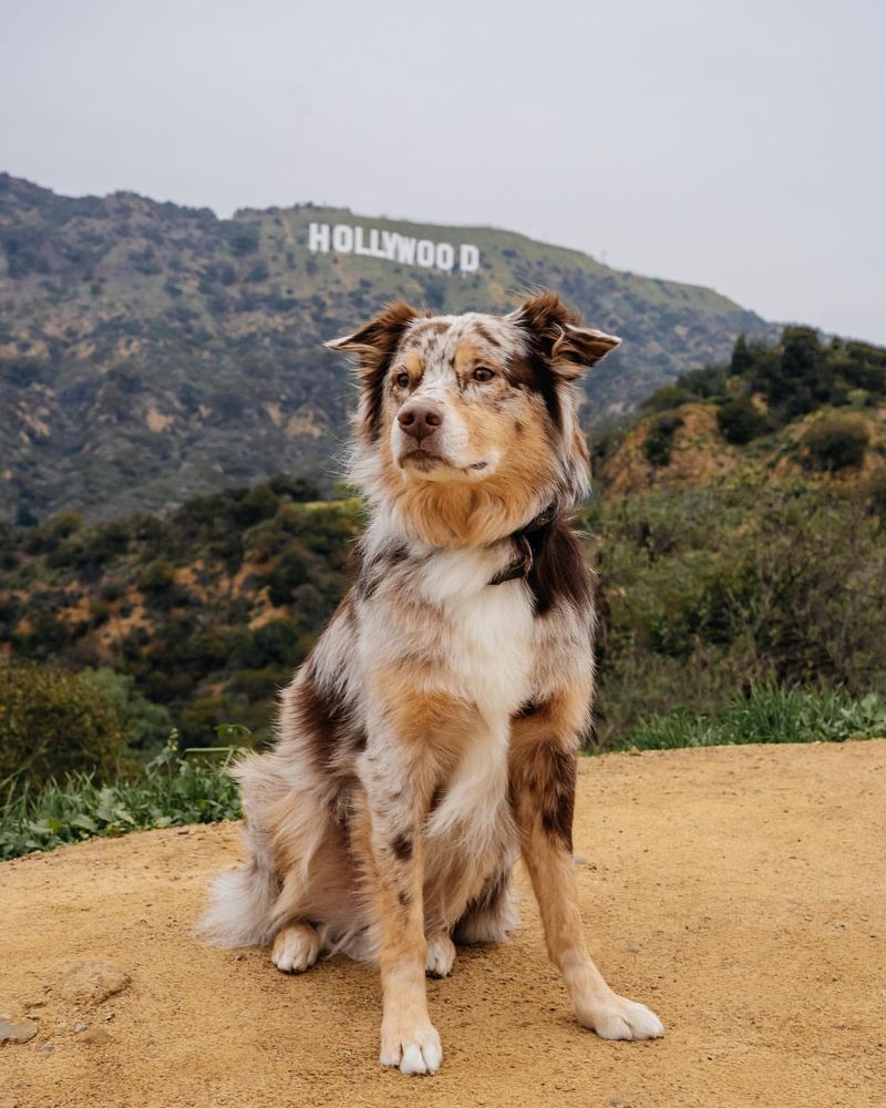 Aussies in Hollywood