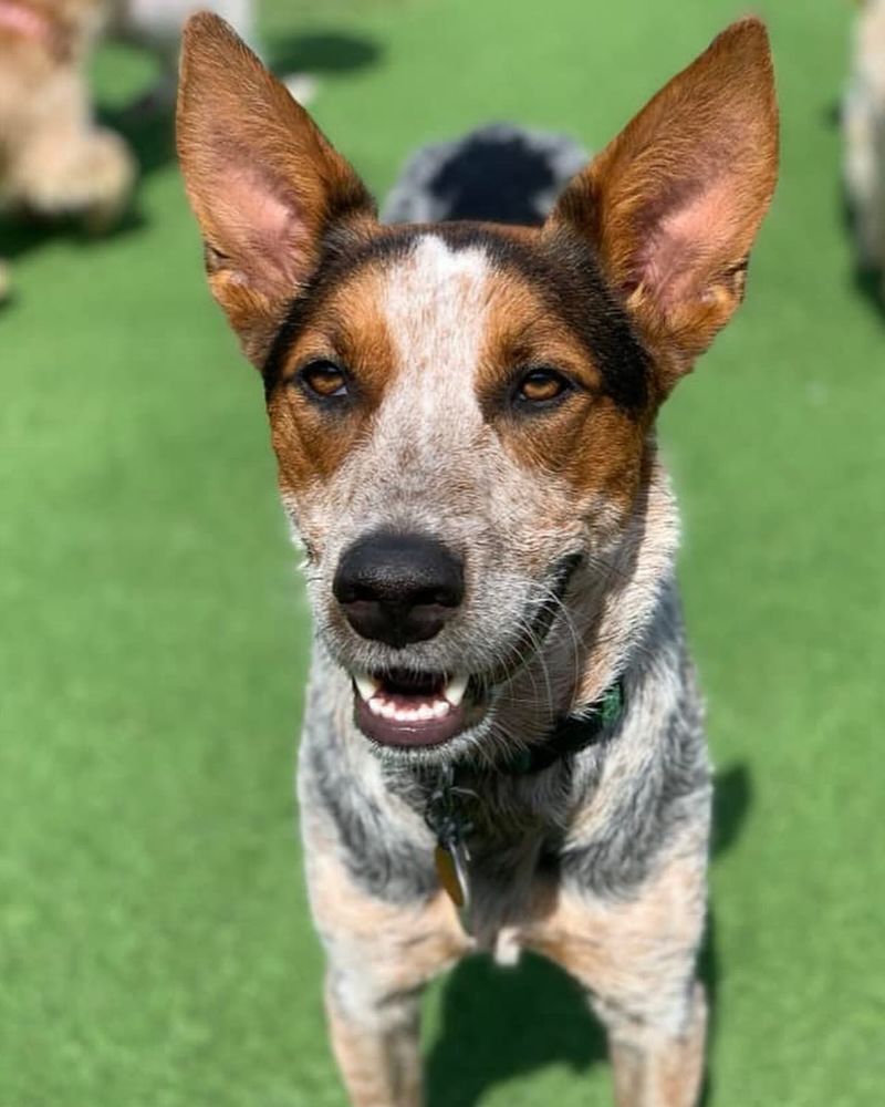 Australian Cattle Dog