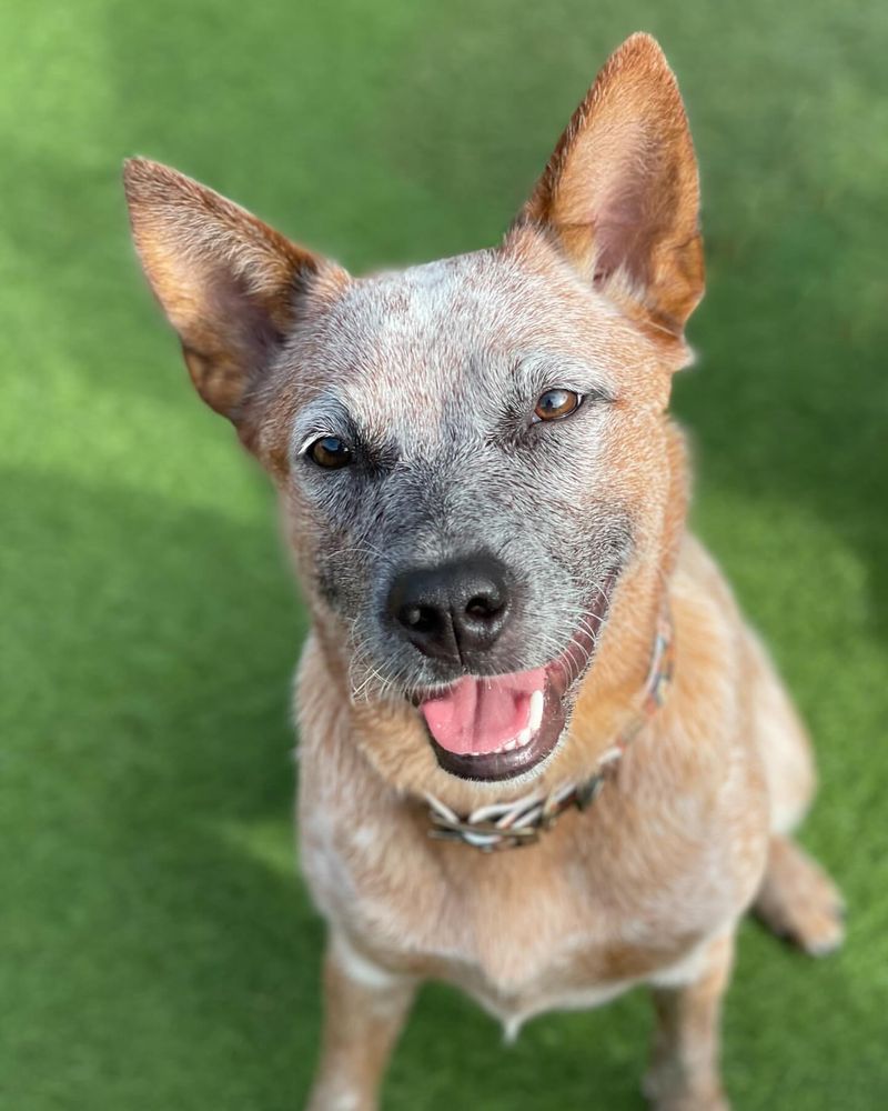 Australian Cattle Dog