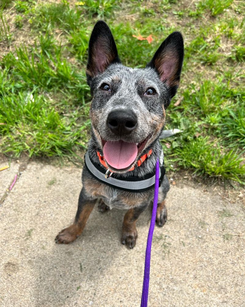 Australian Cattle Dog