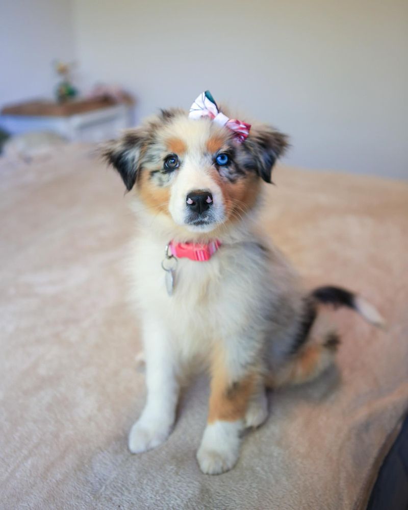 Australian Shepherd