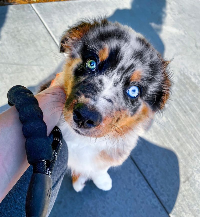 Australian Shepherd