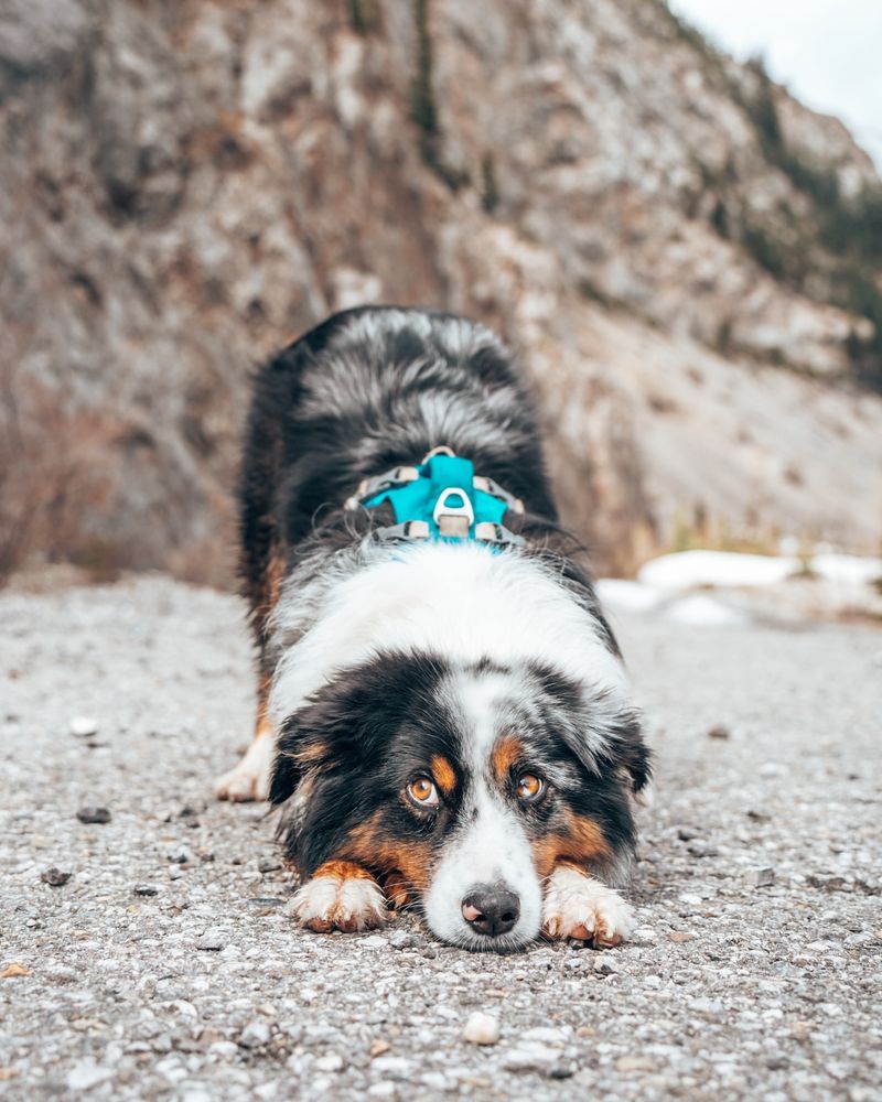 Australian Shepherd
