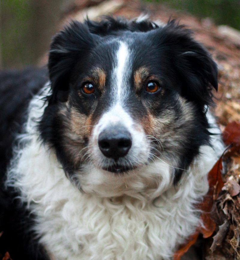 Australian Shepherd