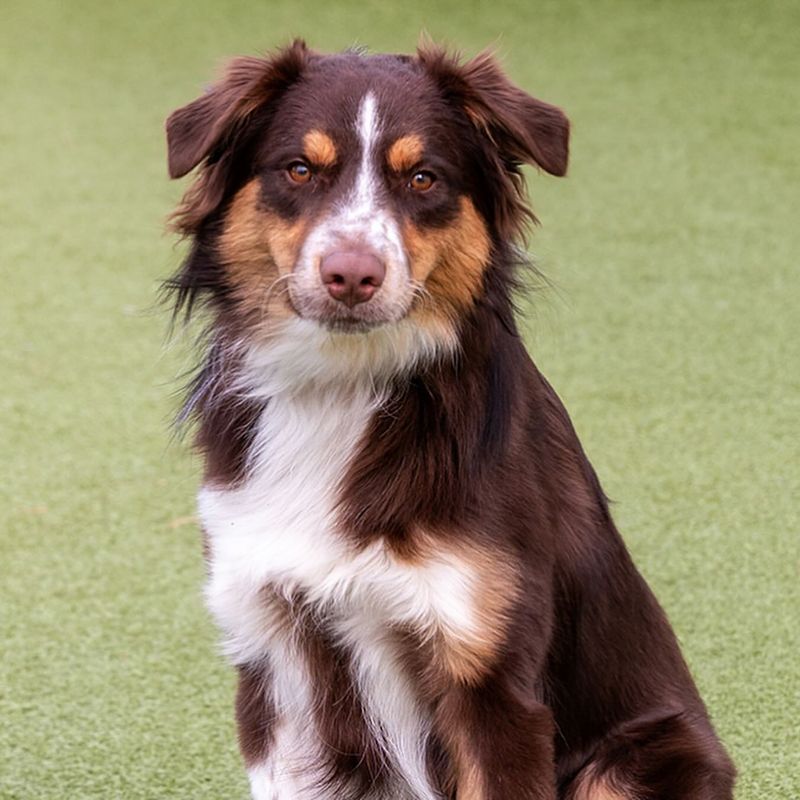 Australian Shepherd