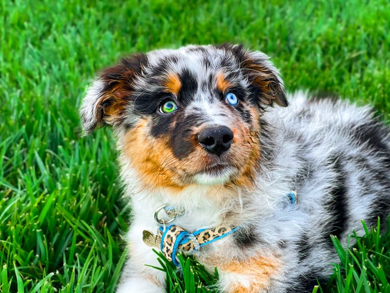 Australian Shepherd