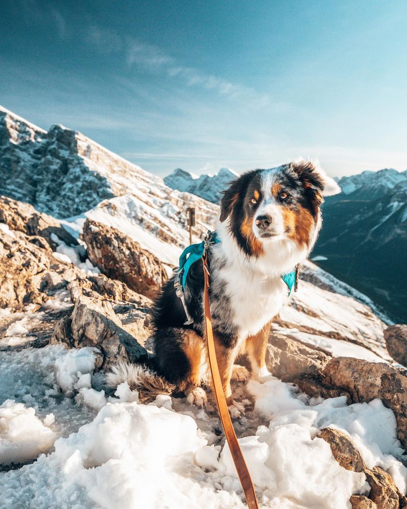 Australian Shepherd