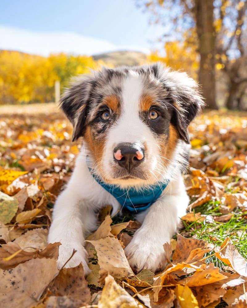 Australian Shepherd