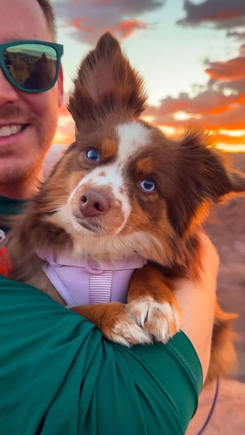 Australian Shepherd