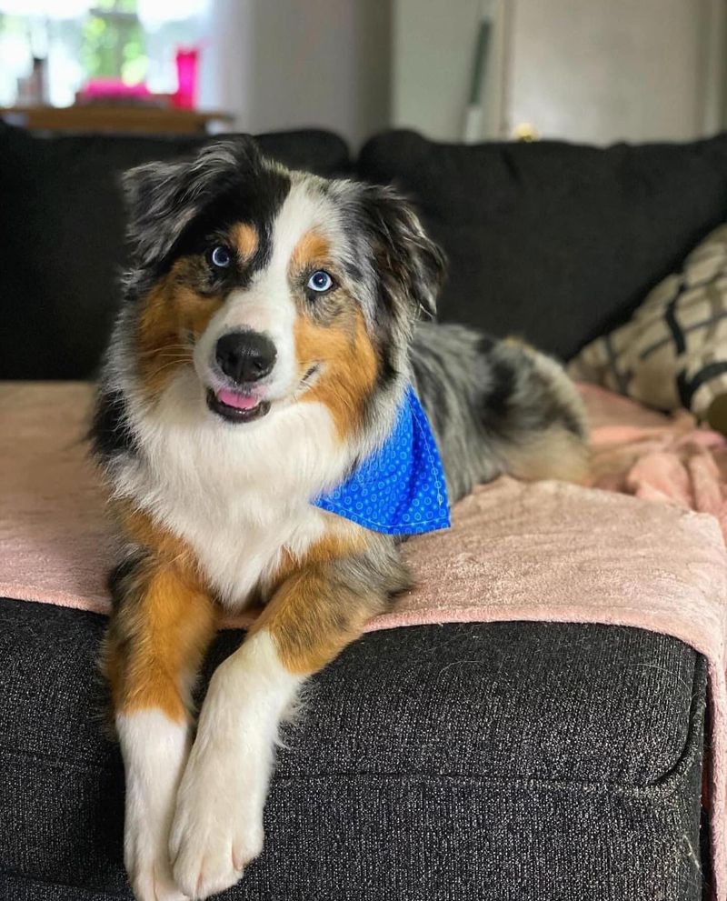 Australian Shepherd