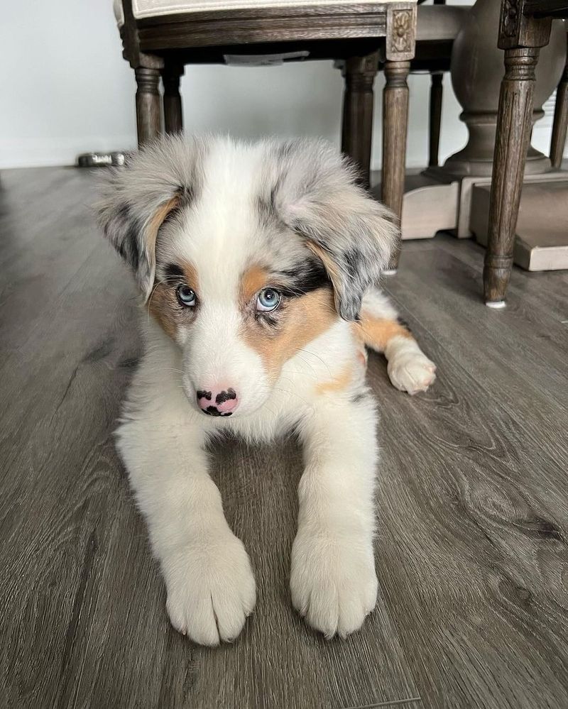 Australian Shepherd