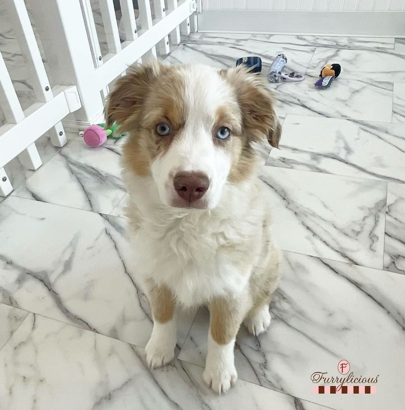 Australian Shepherd
