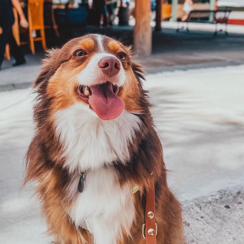 Australian Shepherd