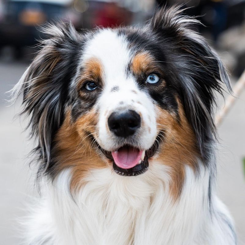 Australian Shepherd