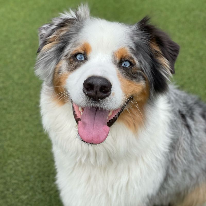 Australian Shepherd