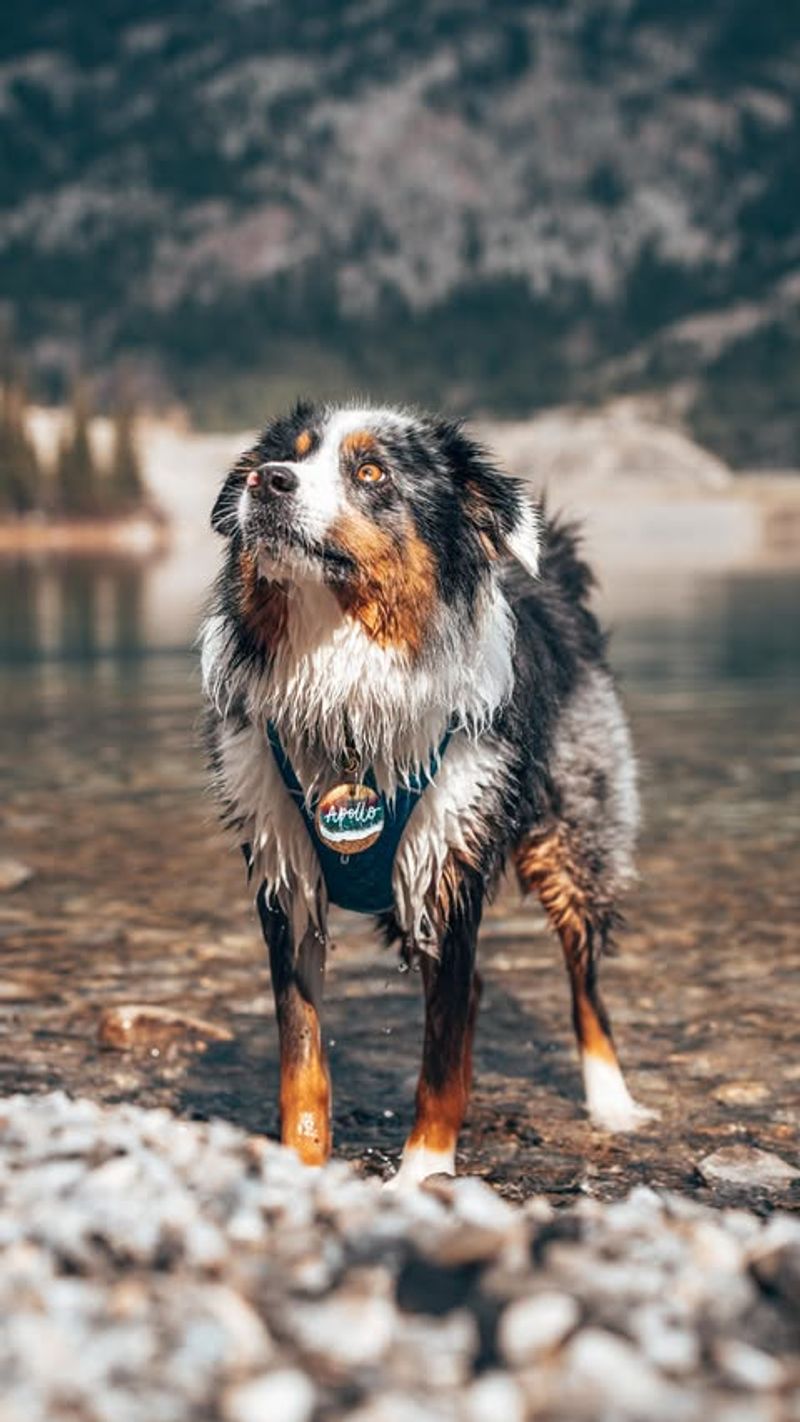 Australian Shepherd