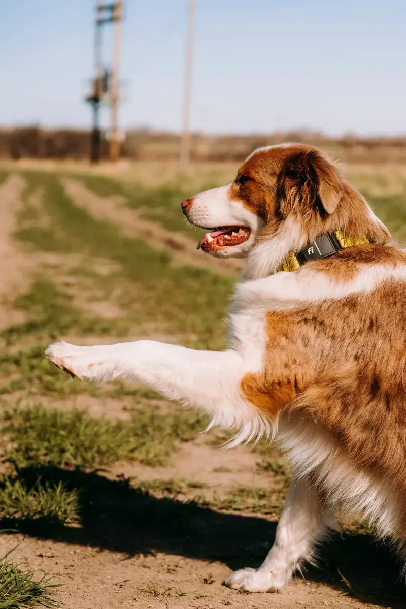 Australian Shepherd